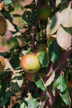 Apple tree with ripe apples growing in the garden