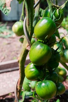 bush tomatoes with green fruit growing on the site