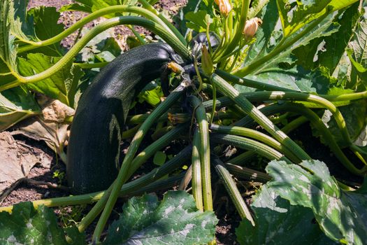 on a bed of growing large green zucchini