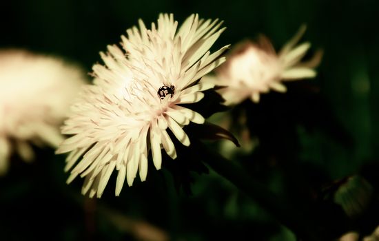 young dandelion, close-up, and on it sits insect