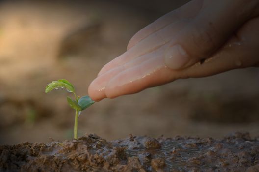 The concept of environmental conservation. Small seedlings that are just planted and waiting for growth, with hands that are dripping water. Show conservation of trees and the environment.