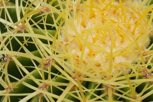 Green cactus in the Selective focus garden.