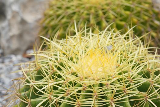 Green cactus in the Selective focus garden.