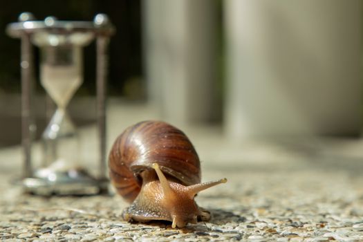 Dark achatina snail with Dark shell crawling on the Stone floor near Hourglass. Deadline concept and Slow current time.