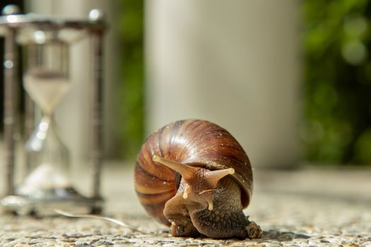 Dark achatina snail with Dark shell crawling on the Stone floor near Hourglass. Deadline concept and Slow current time.