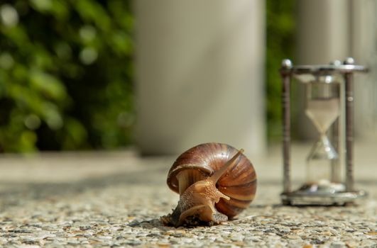 Dark achatina snail with Dark shell crawling on the Stone floor near Hourglass. Deadline concept and Slow current time.