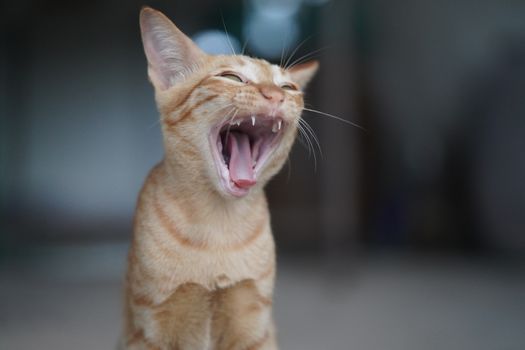 A small, brown Thai cat sat yawning relaxed on the floor.