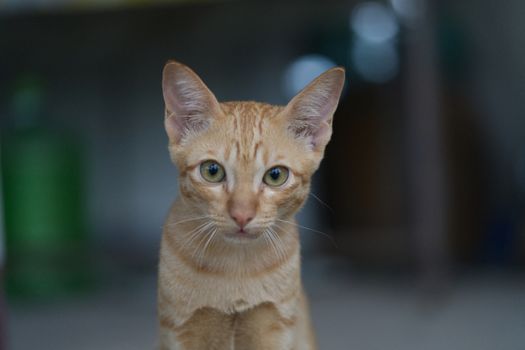 A small brown Thai cat sat with a curious look.