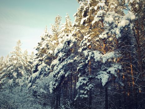 beautiful winter landscape with pines snow covered