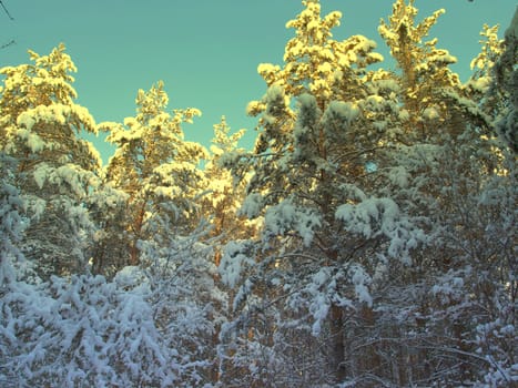 beautiful winter landscape with pines snow covered