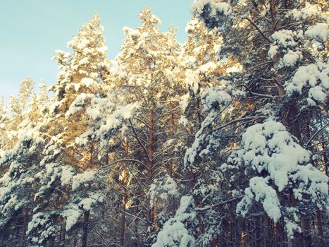 beautiful winter landscape with pines snow covered