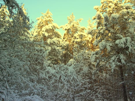 beautiful winter landscape with pines snow covered