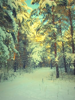 beautiful winter landscape with pines snow covered