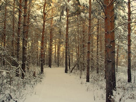 beautiful winter landscape with pines snow covered