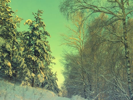 beautiful winter landscape with pines snow covered