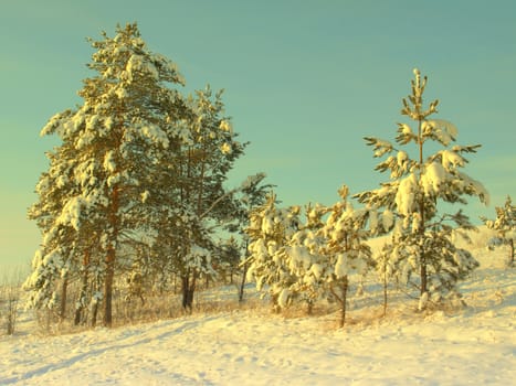 beautiful winter landscape with pines snow covered