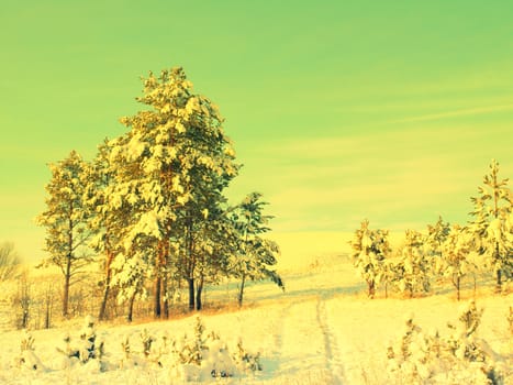 beautiful winter landscape with pines snow covered