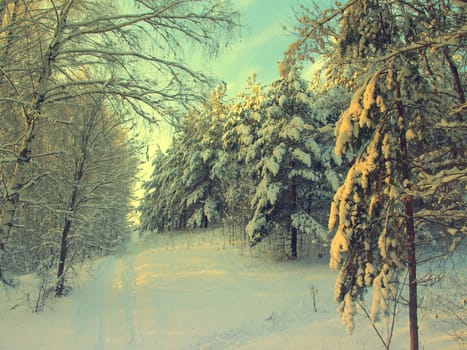 beautiful winter landscape with pines snow covered