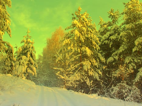 beautiful winter landscape with pines snow covered