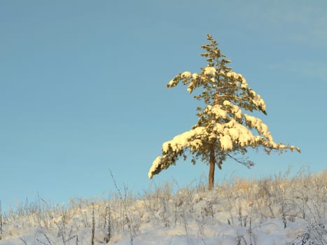 beautiful winter landscape with pine snow covered