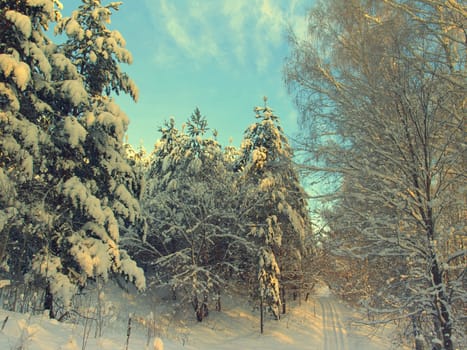 beautiful winter landscape with pines snow covered