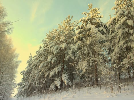 beautiful winter landscape with pines snow covered