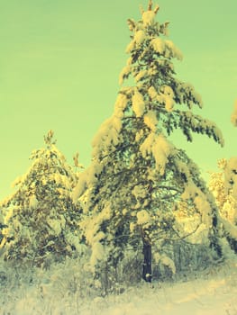 beautiful winter landscape with pines snow covered