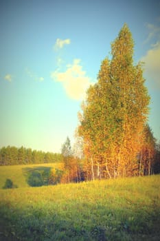 Beautiful autumn landscape with birches on the hill