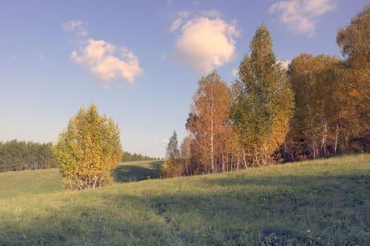 Beautiful autumn landscape with birches on the hill