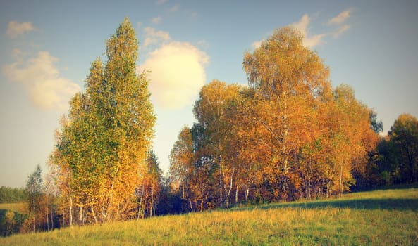 Beautiful autumn landscape with birches on the hill