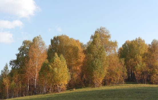 Beautiful autumn landscape with birches on the hill