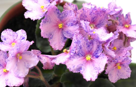 Blossoming saintpaulia macro view, shallow dof