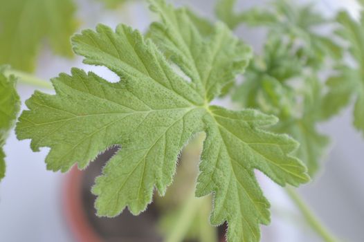 texture leaf geranium, shallow dof