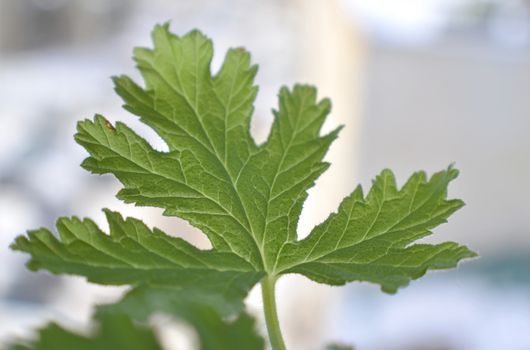 texture leaf geranium, shallow dof