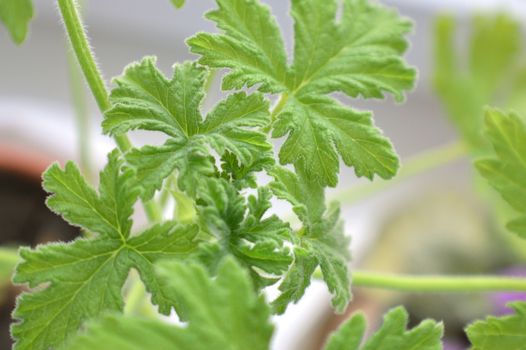 texture leaf geranium, shallow dof