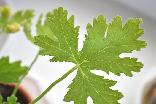 texture leaf geranium, shallow dof