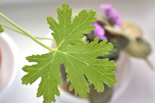 texture leaf geranium, shallow dof