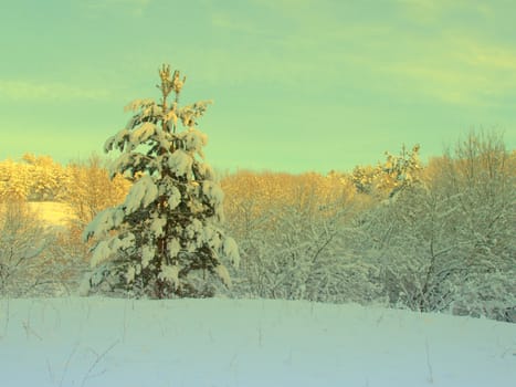 beautiful winter landscape with pine snow covered