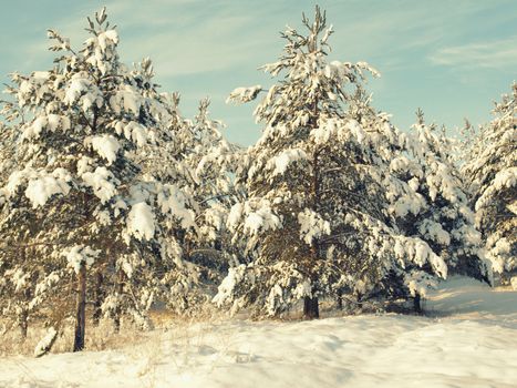 beautiful winter landscape with pines snow covered