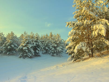 beautiful winter landscape with pines snow covered