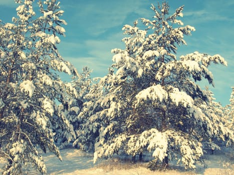 beautiful winter landscape with pines snow covered