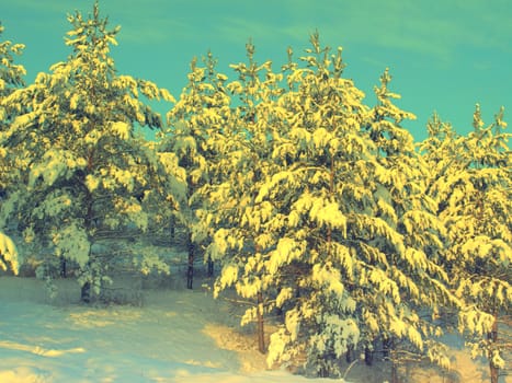 beautiful winter landscape with pines snow covered