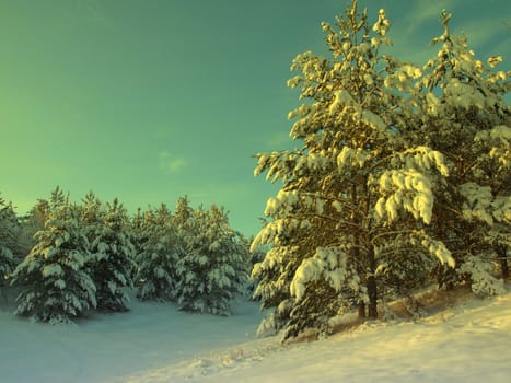 beautiful winter landscape with pines snow covered