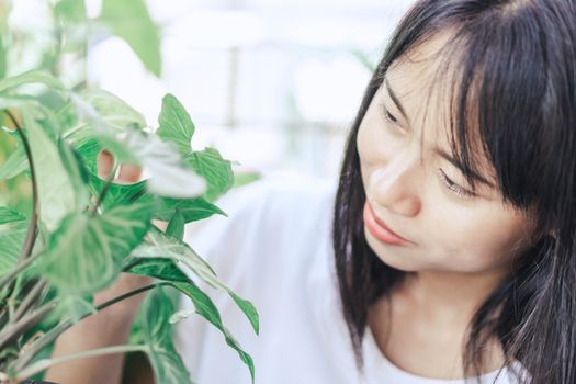 Woman hand holding fresh green arrowhead vine plant (Syngonium podophyllum) in black pot