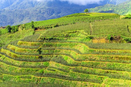 Vietnam mountain landscapes Rice fields on terraced
