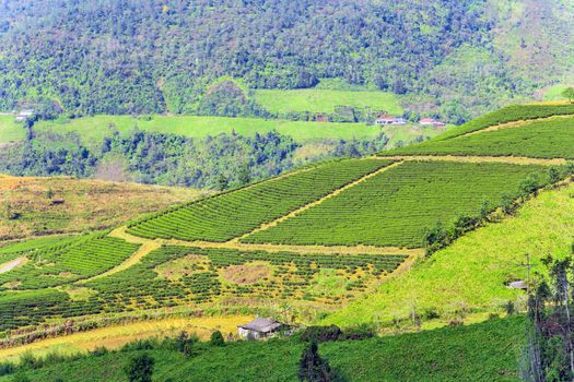 Rice fields on terraced Fansipan mountain in Sapa, Vietnam. Nature landscape background.