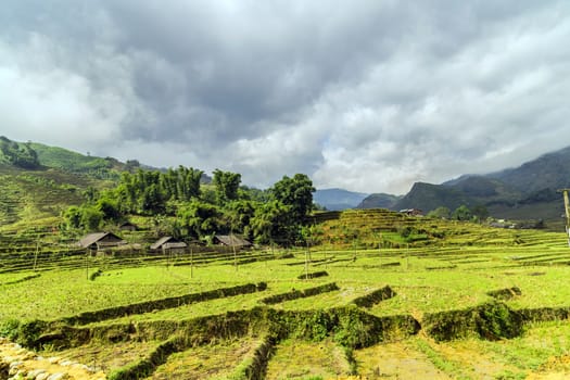 Vietnamese rice paddy. Rice field. Old village in SAPA the travel destination at Northwest Vietnam.