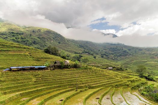 Paddy Rice Harvest at highlands of Foggy landscape Sa Pa in Vietnam