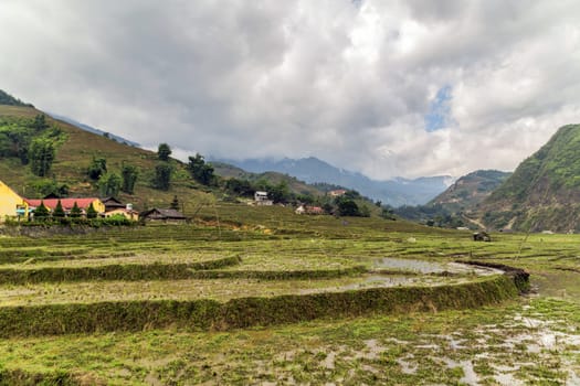 Paddy Rice Harvest crop field Landscape