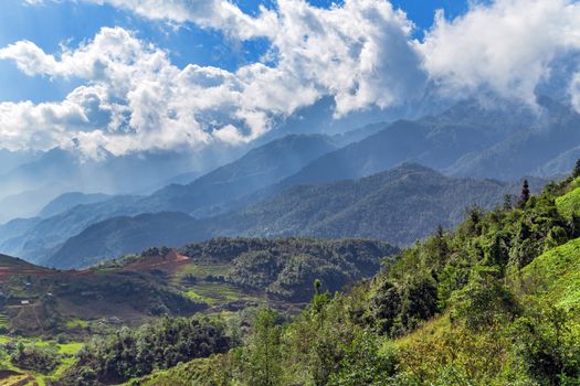 Rice field green grass. blue sky cloudy landscape